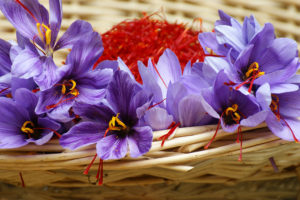 La récolte des fleurs de safran