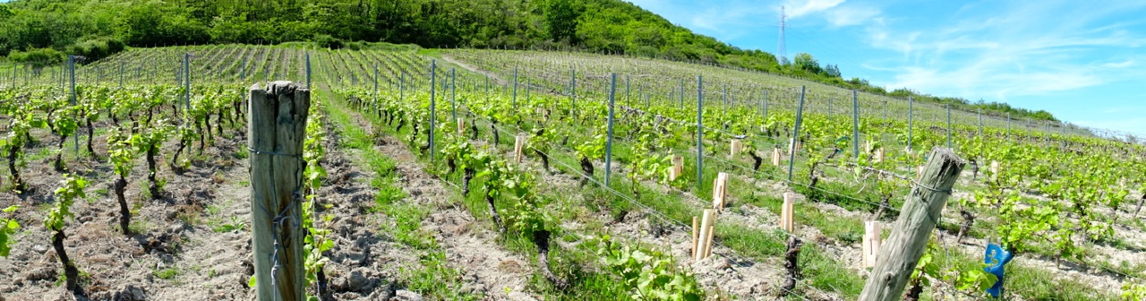 vignoble AOC côtes-d'Auvergne Châteaugay