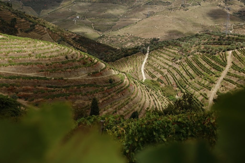 Le vignoble en terrasses de la vallée du Douro