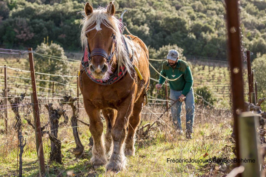 Le travail du cheval au vignoble
