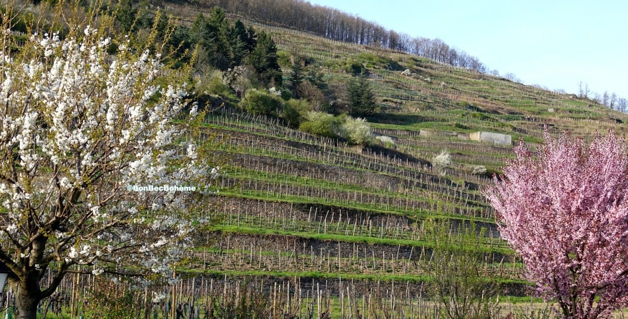 Le vignoble de Kayseberg en Alsace